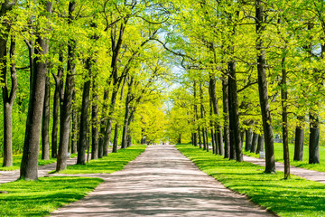 Fototapeta na wymiar Oak alley in Catherine park in spring, Tsarskoe Selo (Pushkin), St. Petersburg, Russia