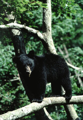 American Black Bear (Ursus Americanus)