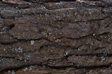 Texture of tree bark. The Embossed Background.