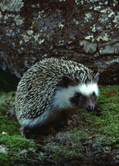 East African Hedgehog (Erinaceus Hinde)
