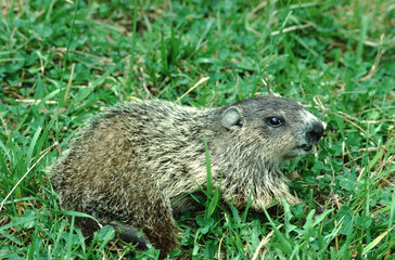 Eastern Groundhog (Marmota Monax)