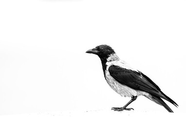 crow on a white