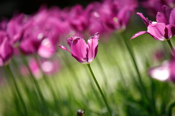 Colorful tulips flowers blooming in a garden.Very beautiful tulips in bloom and smell spring. Colorful tulip garden.