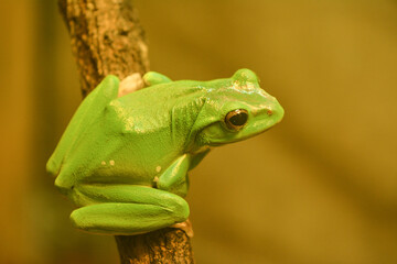 green tree frog