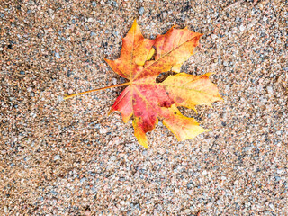 autumn, autumn leave, autumnal, backdrop, background, beautiful, board, bright, color, colorful, copy, copy space, decor, design, environment, fall, foliage, frame, golden, leaf, leave, maple, nature,