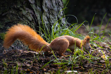Wiewiórka na zielonej trawie w lesie
