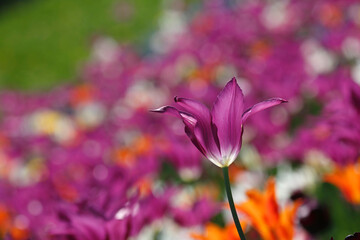 Colorful tulips flowers blooming in a garden.Very beautiful tulips in bloom and smell spring. Colorful tulip garden.