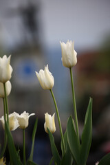 Fototapeta premium Colorful tulips flowers blooming in a garden.Very beautiful tulips in bloom and smell spring. Colorful tulip garden.