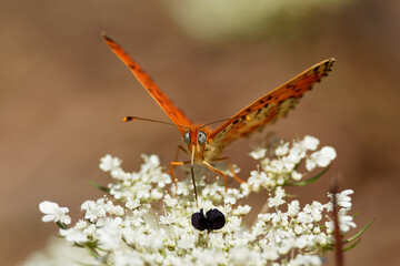 Spotted Fritillary - Melitaea didyma (or meridionalis and occidentalis) or red-band fritillary, is...