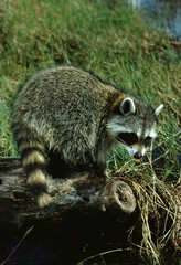 Florida Raccoon (Procyon lotor Elucus)
