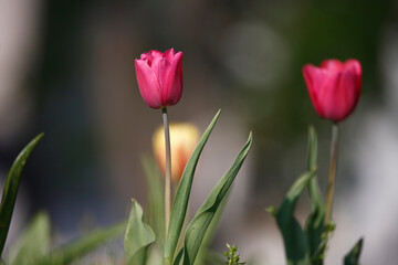 Colorful tulips flowers blooming in a garden.Very beautiful tulips in bloom and smell spring. Colorful tulip garden.