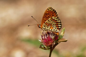 Spotted Fritillary - Melitaea didyma (or meridionalis and occidentalis) or red-band fritillary, is a butterfly of the family Nymphalidae, bright orange-brown butterfly