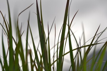 Fototapeta premium Simple Grass Blades