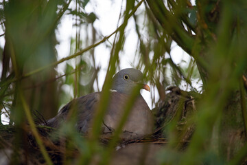 Taube sitz in ihrem Nest und schaut in die Kamera, Weide