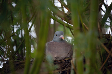 heimische Ringeltaube sitz in ihrem Nest und schaut in die Kamera, Weide