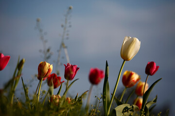 Obraz premium Colorful tulips flowers blooming in a garden.Very beautiful tulips in bloom and smell spring. Colorful tulip garden.