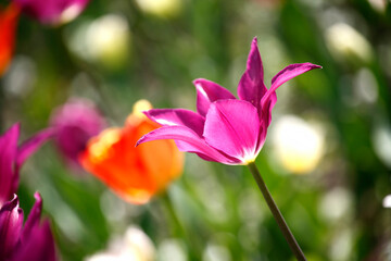 Obraz premium Colorful tulips flowers blooming in a garden.Very beautiful tulips in bloom and smell spring. Colorful tulip garden.