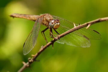 Scarlet dragonfly (Crocothemis erythraea) perched on the dry blade of grass enlightened by evening sun. Male is red and female is brown