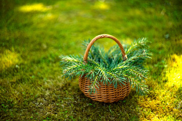 wicker basket with fir branches on the ground