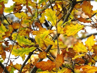 Beautiful landscape of autumn leaves in nature close up