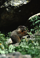Yellow-Bellied Marmot (Marmota Flaviventris)