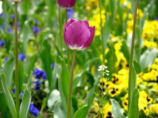 Colorful tulips flowers blooming in a garden.Very beautiful tulips in bloom and smell spring. Colorful tulip garden.
