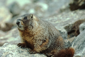 Yellow-Bellied Marmot (Marmota Flaviventris)