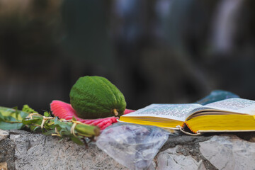 The four species (etrog, lulav, myrtle, willow) are a Jewish mitzvah on Sukkot. Lay next to a prayer book, on a stone fence. Praying outside the synagogue because of the corona virus.