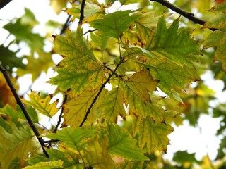 Beautiful landscape of autumn leaves in nature close up