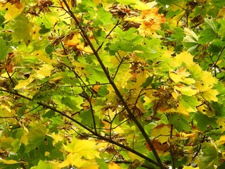 Beautiful landscape of autumn leaves in nature close up