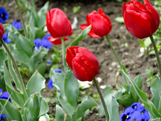 Naklejka premium Colorful tulips flowers blooming in a garden.Very beautiful tulips in bloom and smell spring. Colorful tulip garden.