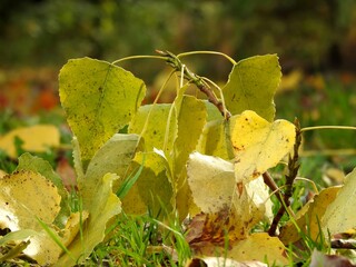 Beautiful landscape of autumn leaves in nature close up