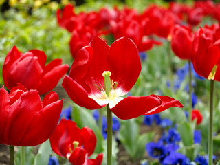 Colorful tulips flowers blooming in a garden.Very beautiful tulips in bloom and smell spring. Colorful tulip garden.
