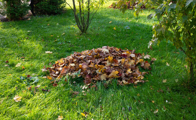 A pile of colorful autumn leaves on the green grass in the Park