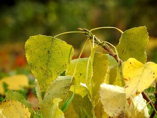 Beautiful landscape of autumn leaves in nature close up