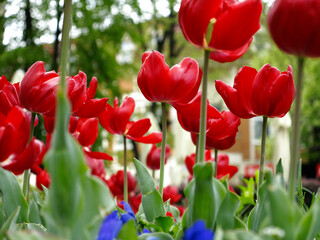 Obraz premium Colorful tulips flowers blooming in a garden.Very beautiful tulips in bloom and smell spring. Colorful tulip garden.