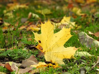 Beautiful landscape of autumn leaves in nature close up