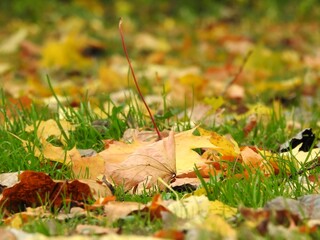 Beautiful landscape of autumn leaves in nature close up