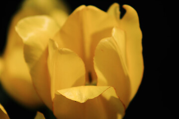 Colorful tulips flowers blooming in a garden.Very beautiful tulips in bloom and smell spring. Colorful tulip garden.