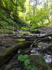 Obraz premium stream in the forest
