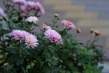 Dense green shrub of chrysanths. Alternately arranged leaves with toothed edges. Violet flower heads. Perennial plant. Chrysanthemum indicum.