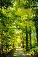 Obraz premium path in the woods