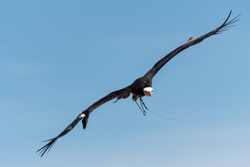 Close up of a h ooded vulture (necrosyrtes monachus) in flight