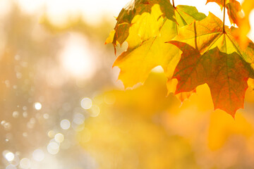Autumn background with maple leaves on nature on background of sunlight with soft blurred beautiful bokeh.
