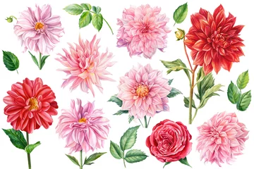 Foto op Canvas Set of pink and red dahlia, rose flowers isolated white background, watercolor botanical painting © Hanna