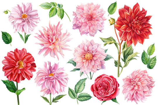 Set of pink and red dahlia, rose flowers isolated white background, watercolor botanical painting