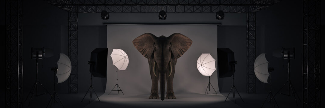 photo studio with elephant. 3d rendering	
