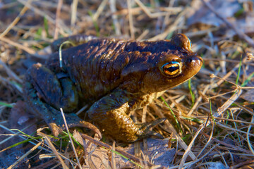Common toad (Bufo bufo). Spring, early in the morning, a sleepy amphibian migrates to the breeding site after hibernation.