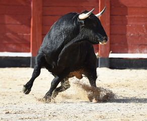 toro bravo español