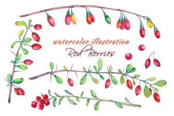 Watercolor set of barberry, cranberry goji berry. - 382908262